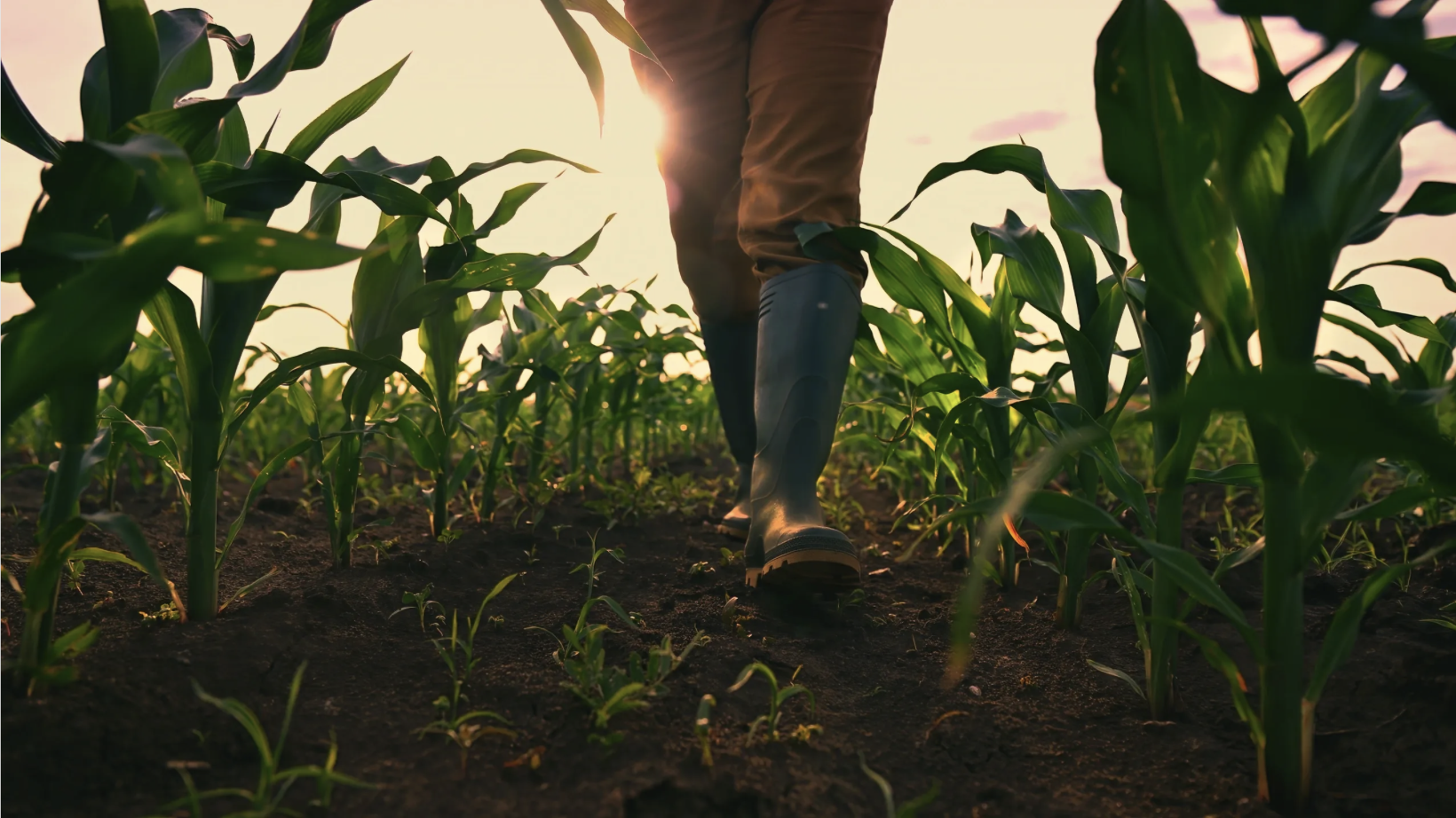 Agricultural field at sunset