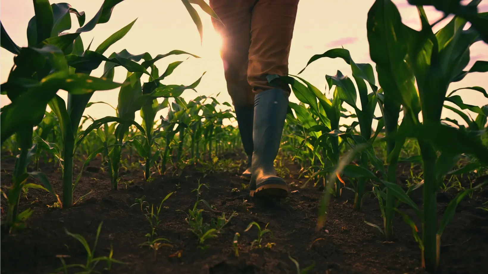 Agricultural field at sunset